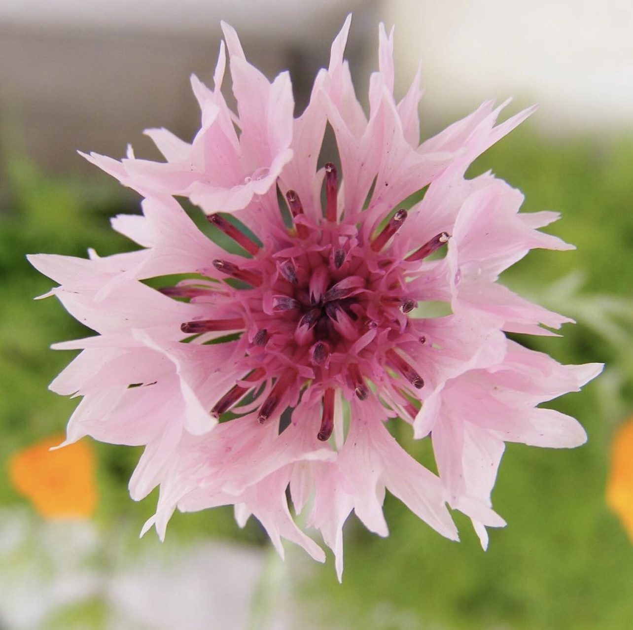 A close up of a bright pink flower with a blurred green background and a darker pink center.